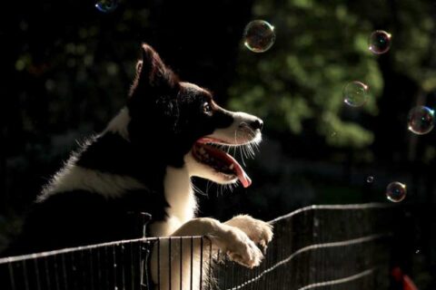 dog on fence looking at bubbles
