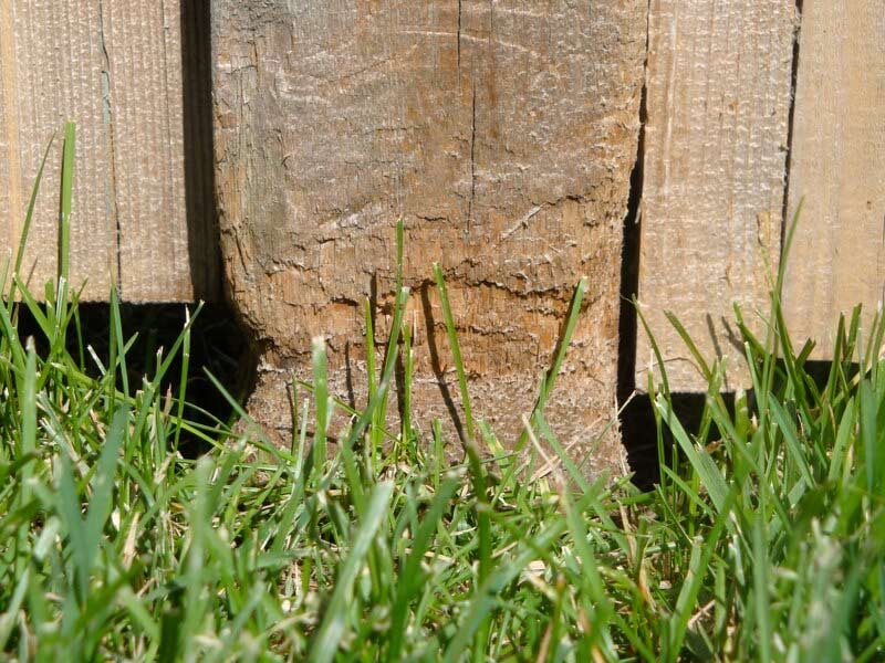 Wooden blocks and grass