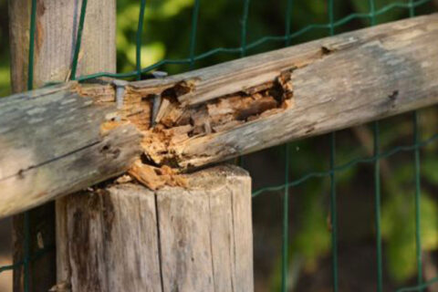 wood fence repair